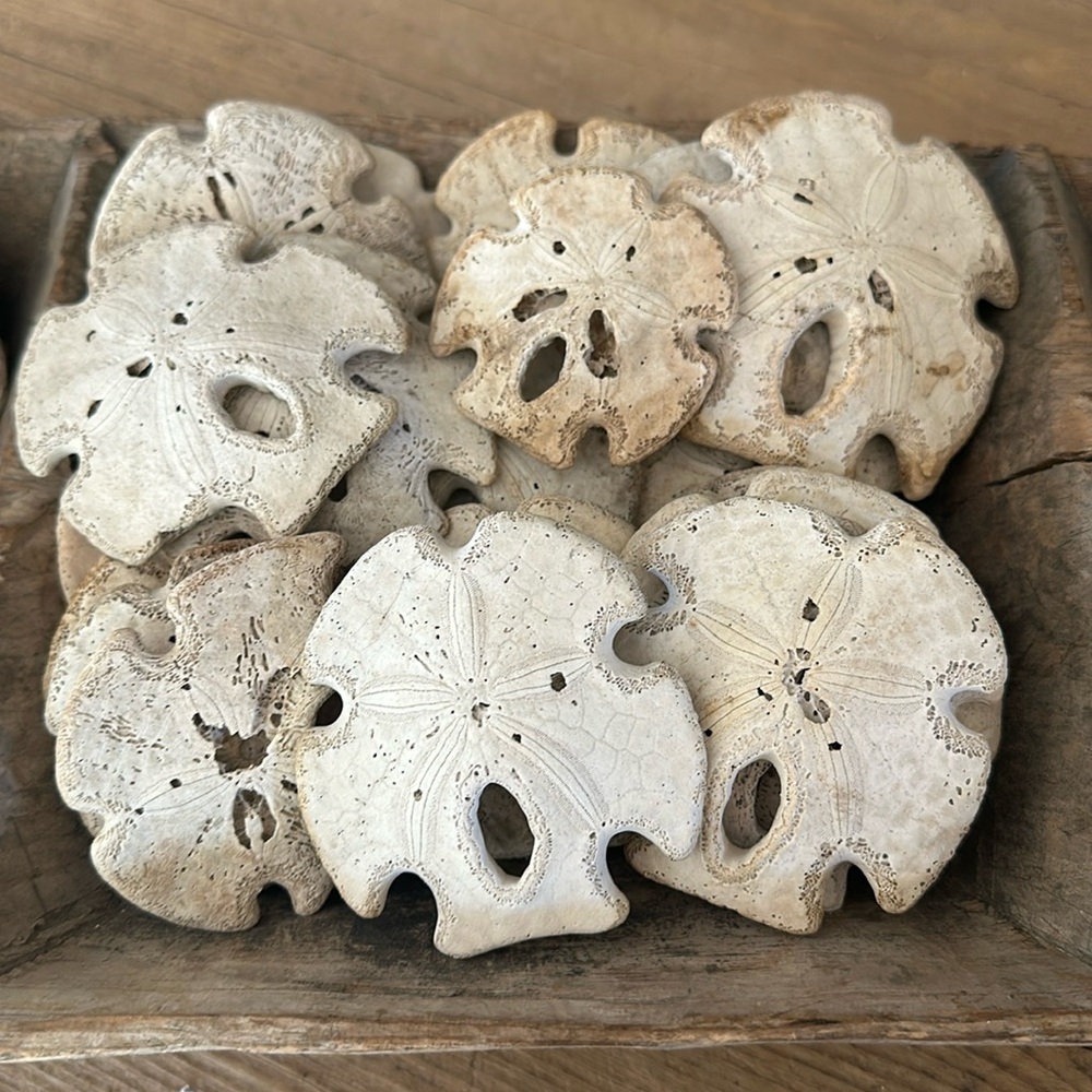 10 Mexican Arrowhead Keyhole Sand Dollars